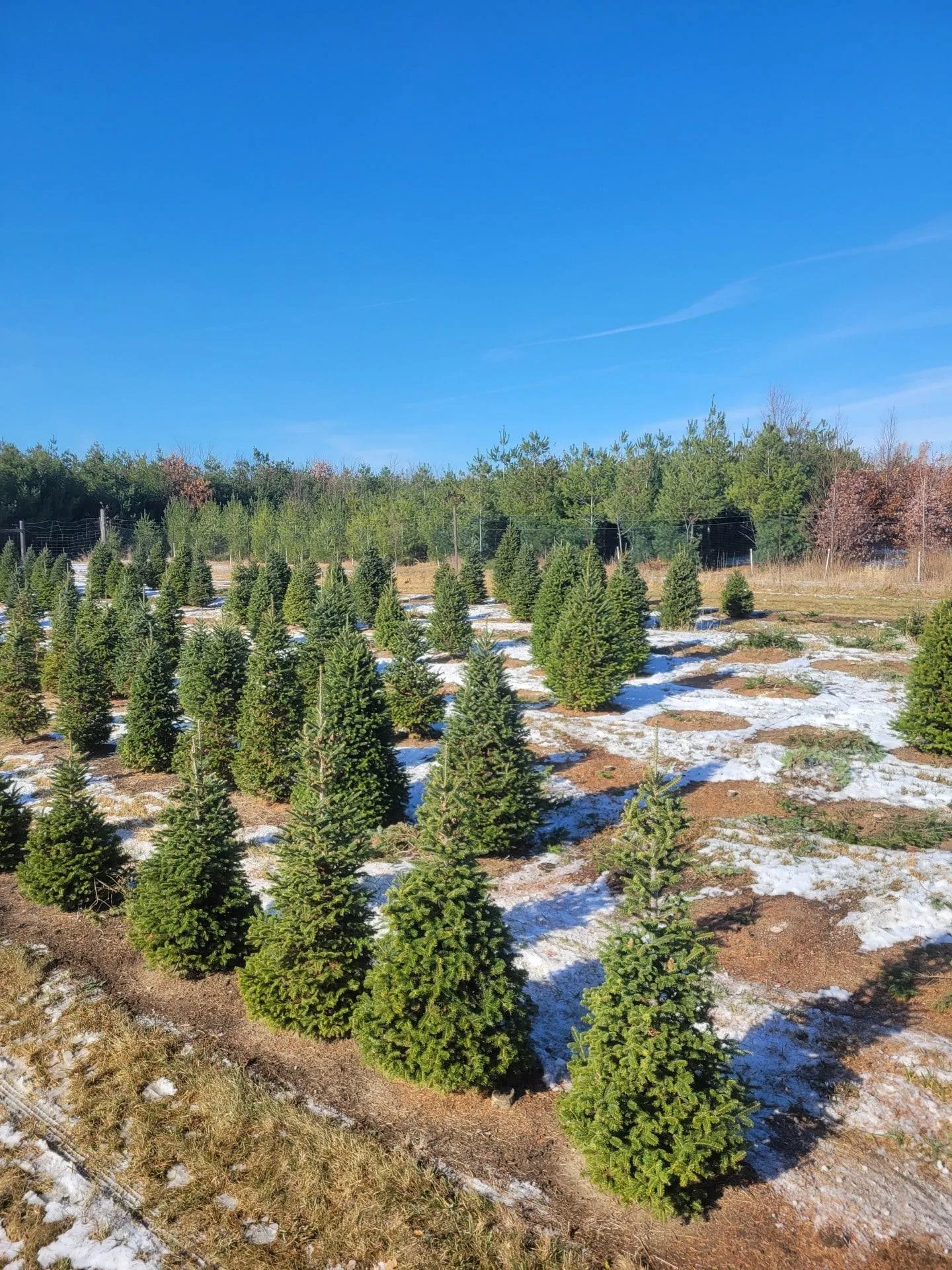 Rows of young Christmas trees in a field dusted with snow at the Princeton Tree Farm