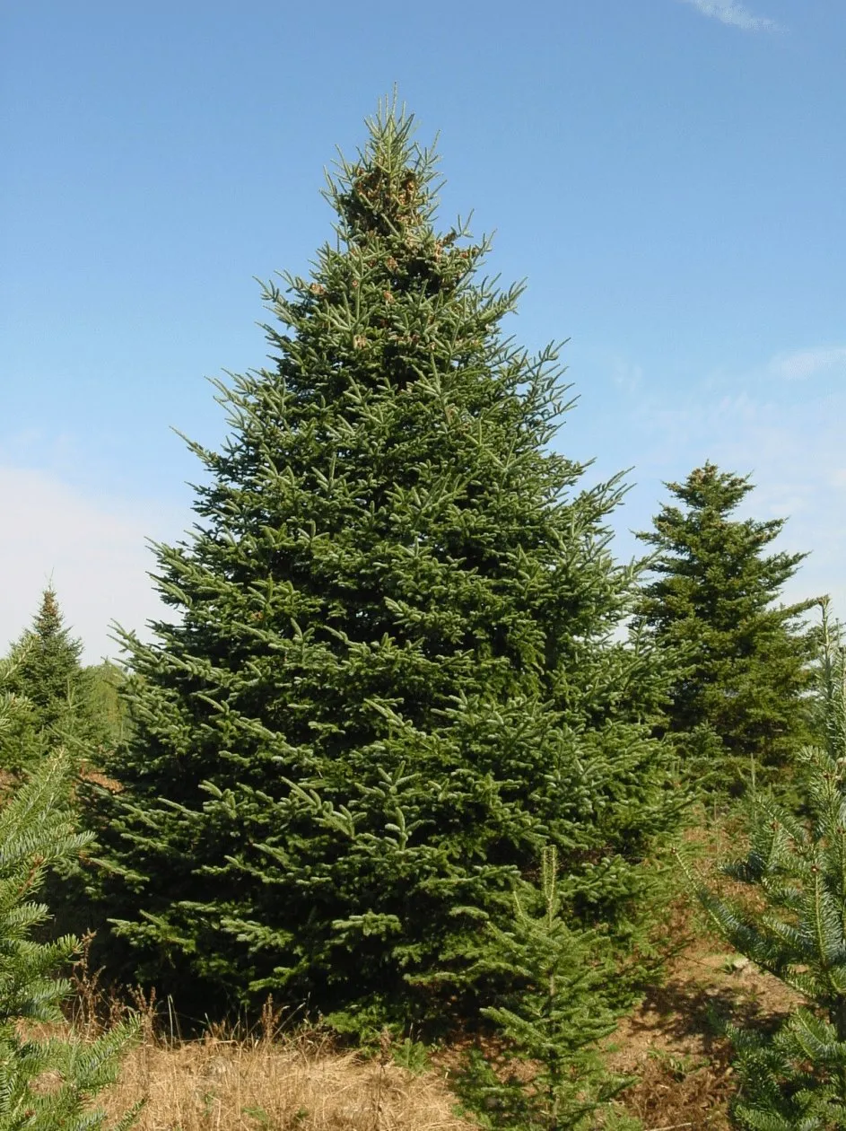 A mature Balsam Fir growing in Minnesota