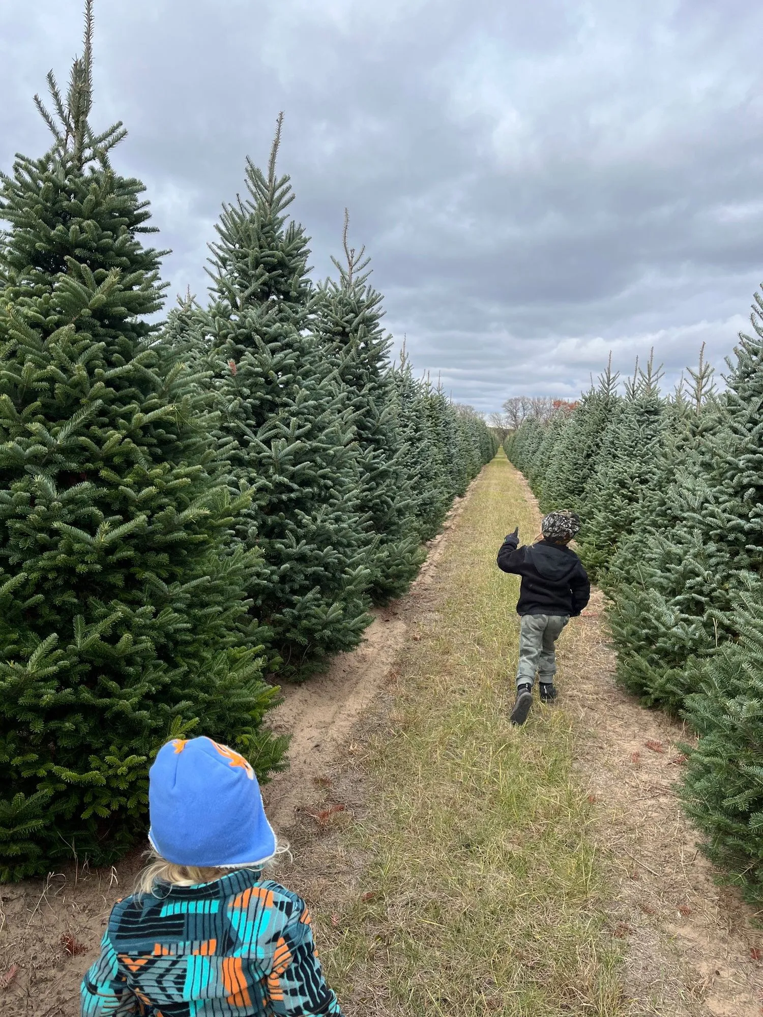 Two children walking down a grassy aisle between tall rows of Balsam fir on a cloudy fall day
