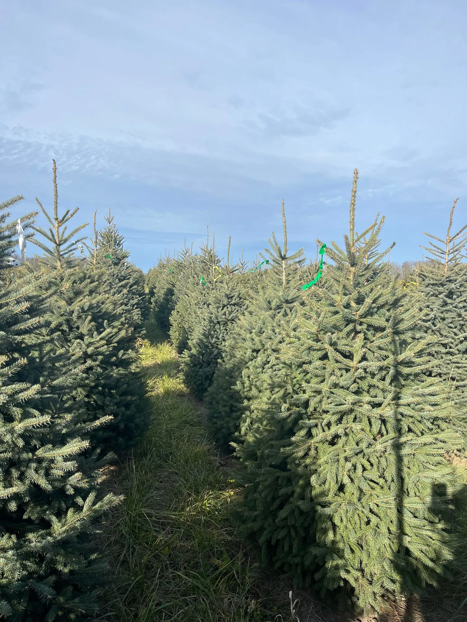 Rows of Black Hills spruce with blue-green needles under a pale November sky, one front-row tree marked with green ribbon