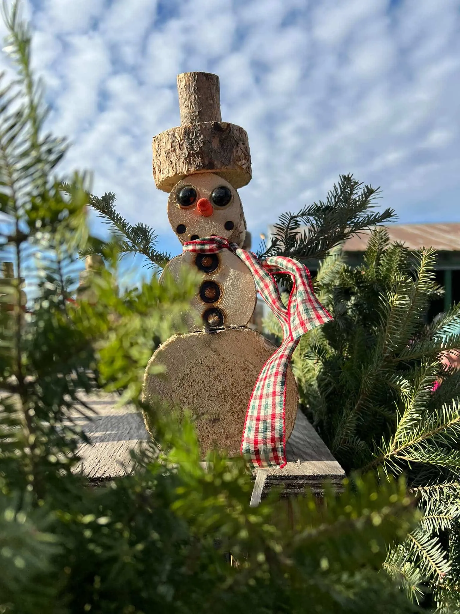 A snowman made of wood rounds with a plaid scarf, standing among the evergreens at Princeton