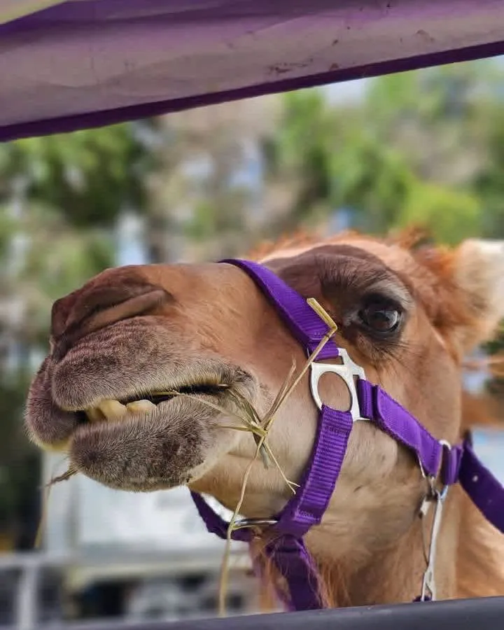 Close-up of Clark the camel pulling a goofy face with his lower lip out, purple halter on