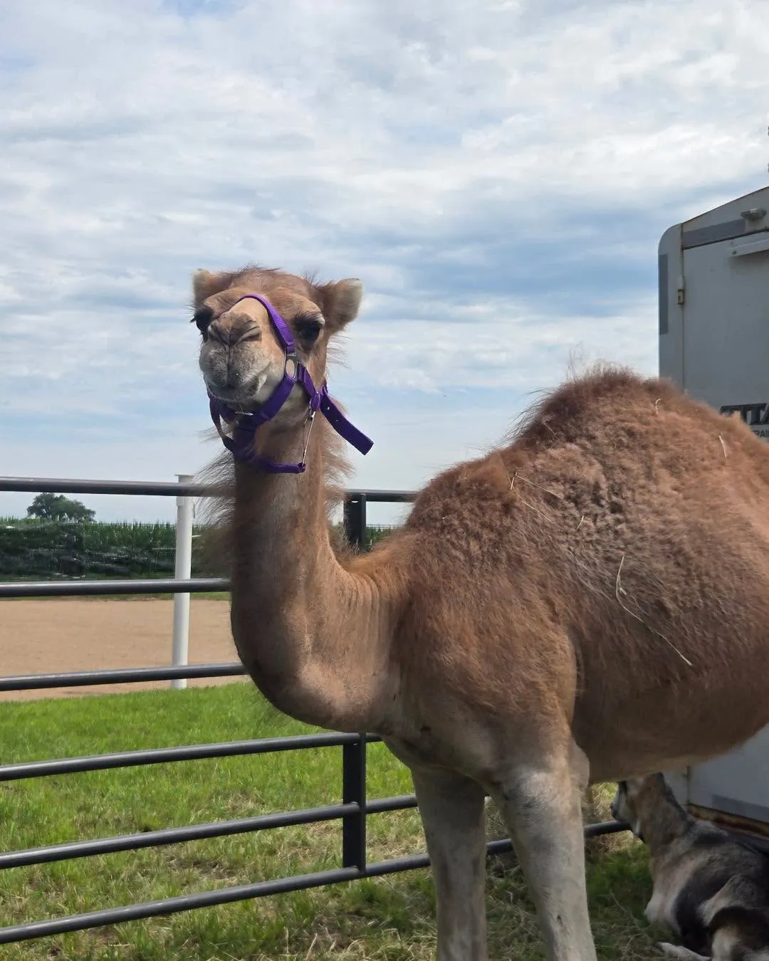 Clark the camel in a purple halter on a summer afternoon, standing in the green yard with a stock trailer behind him