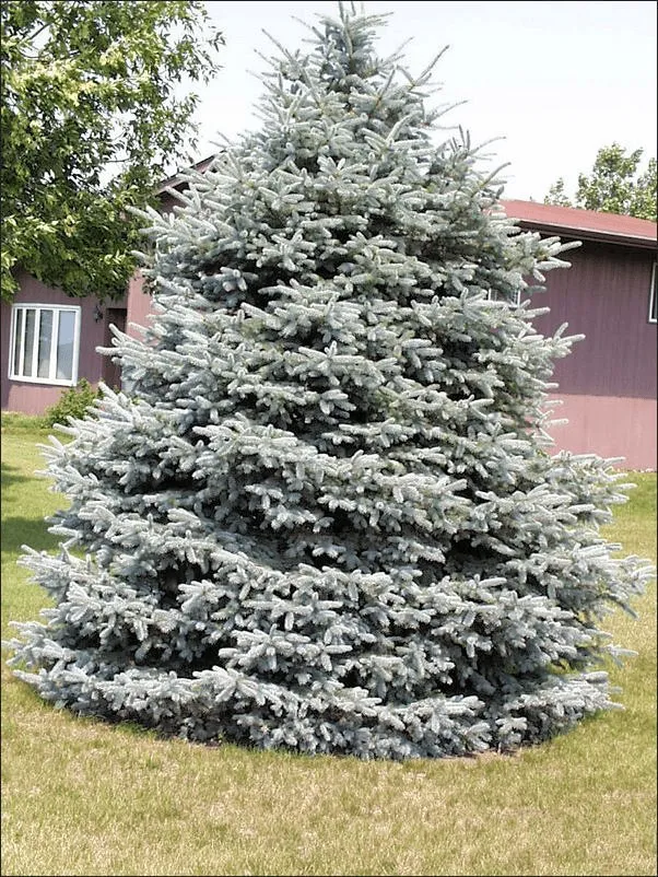 A mature Colorado Blue Spruce growing in Minnesota