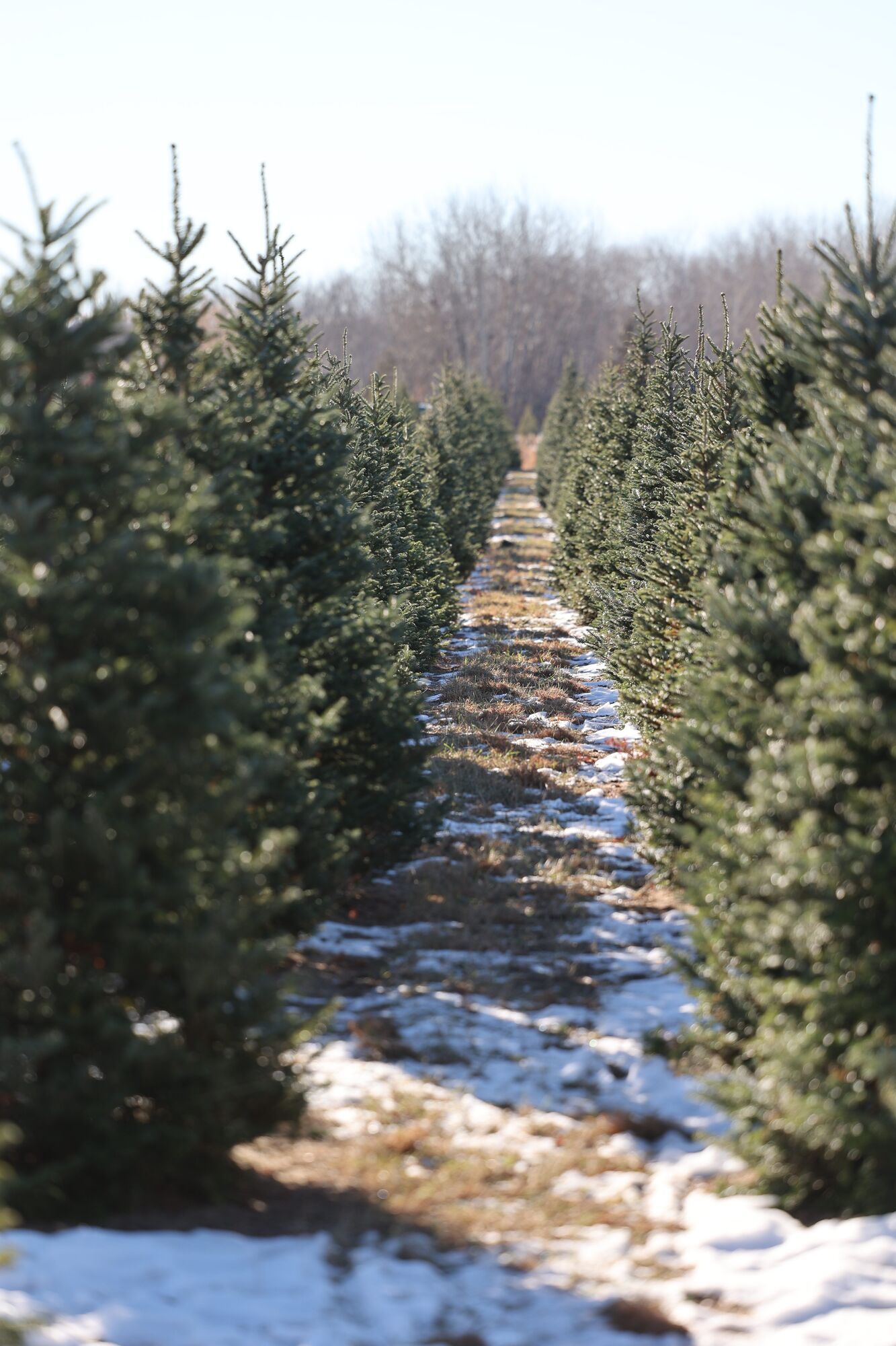 Rows of Christmas trees at a B&J Evergreen farm in central Minnesota