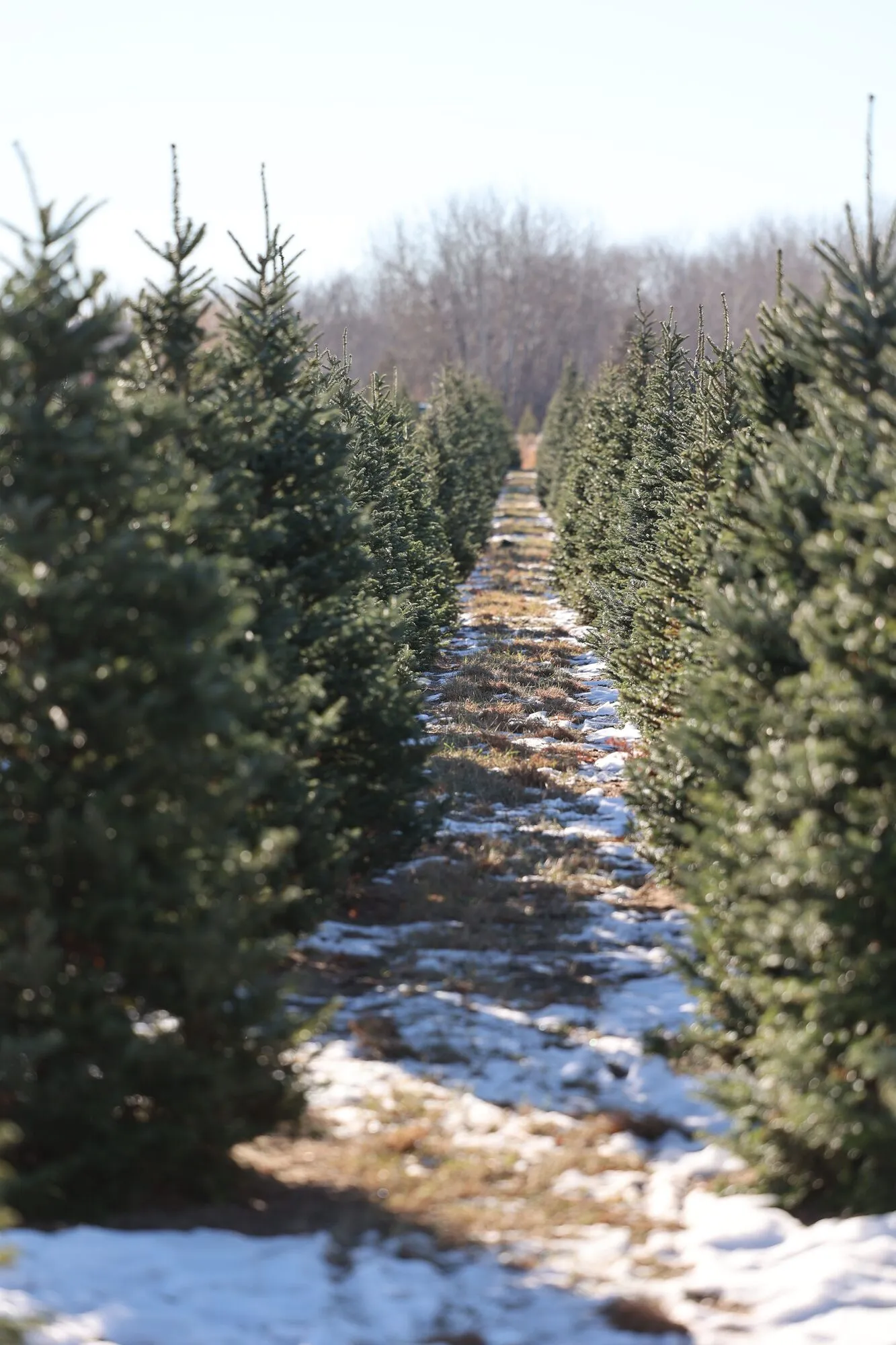 Rows of Christmas trees at a B&J Evergreen farm in winter, with a dusting of snow between the evergreen rows