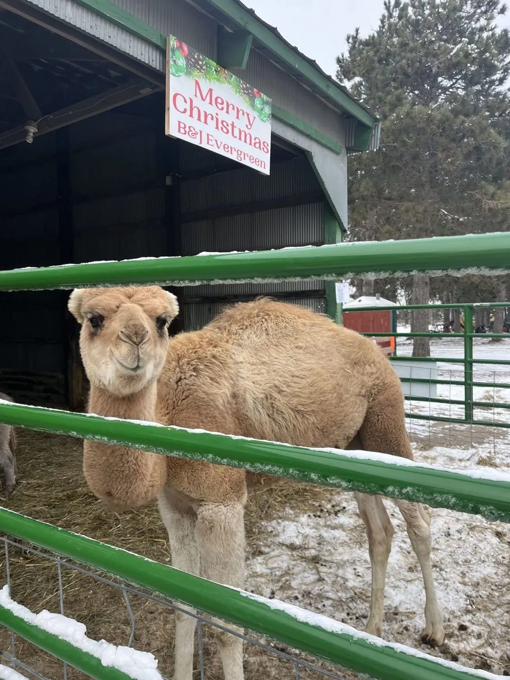 Clark the camel at B&J Evergreen with the farm shop in the background