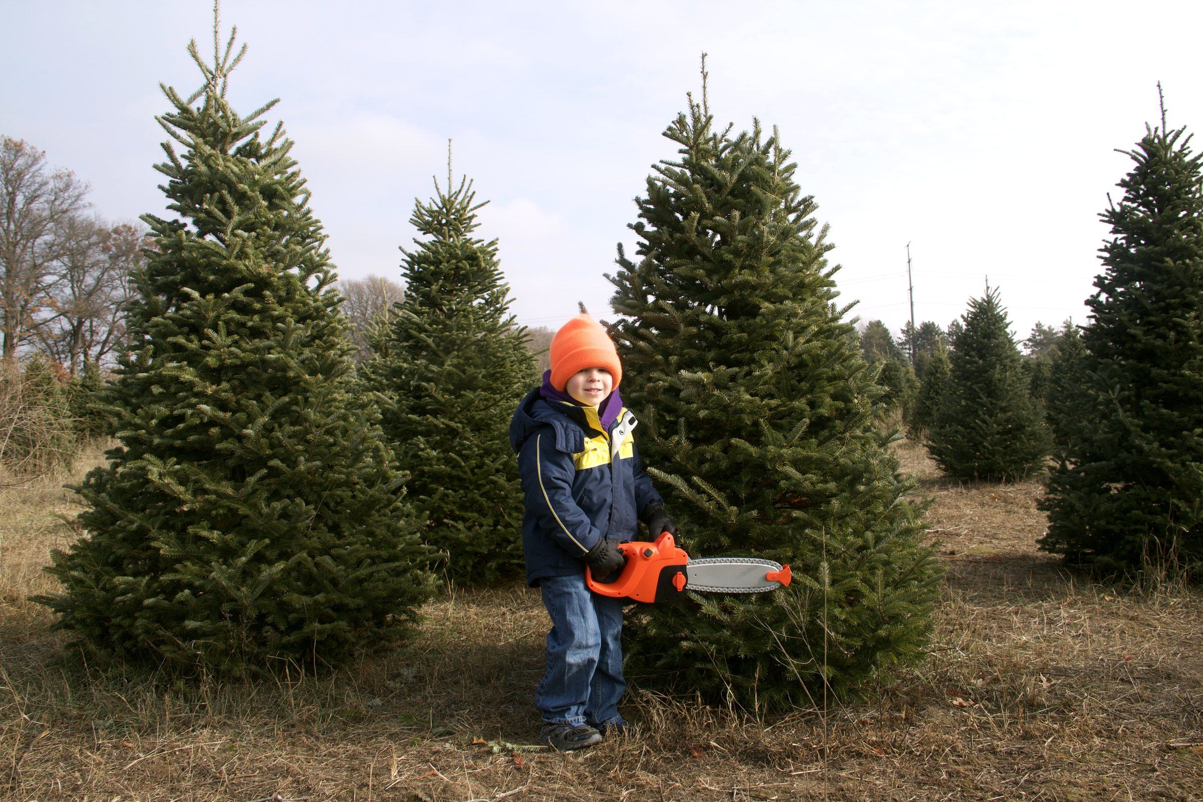 A child carrying a saw into the rows at a B&J Evergreen farm