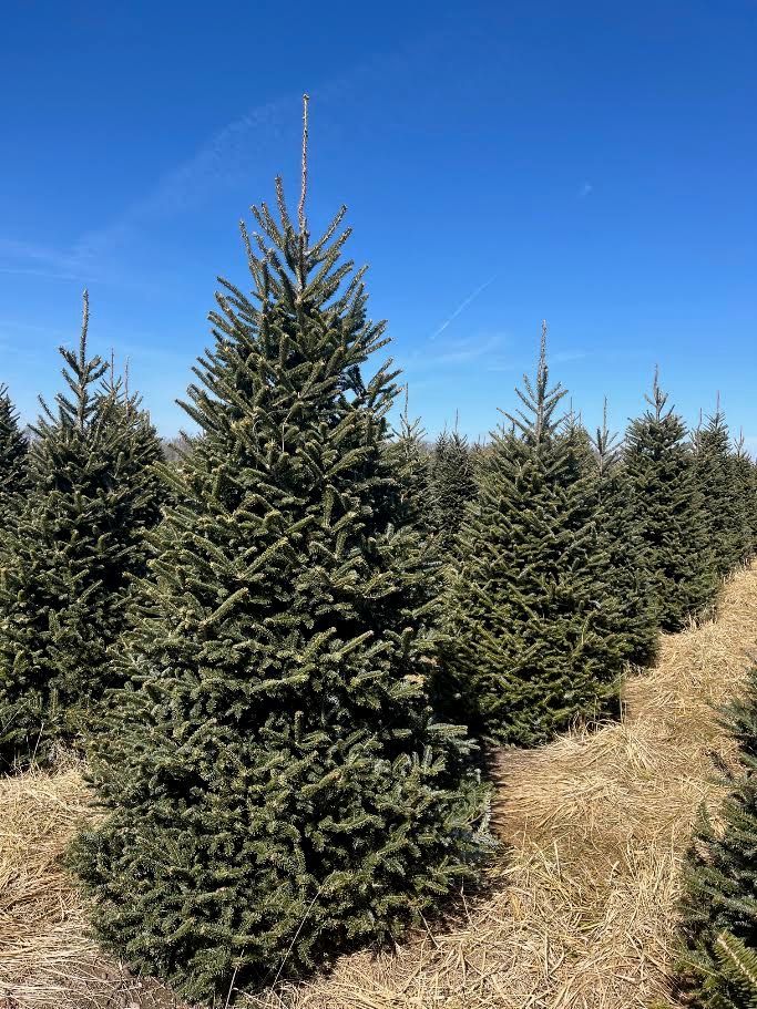 A tall, full Fraser fir in a straw-mulched row against a clear blue sky, with more Fraser fir behind it