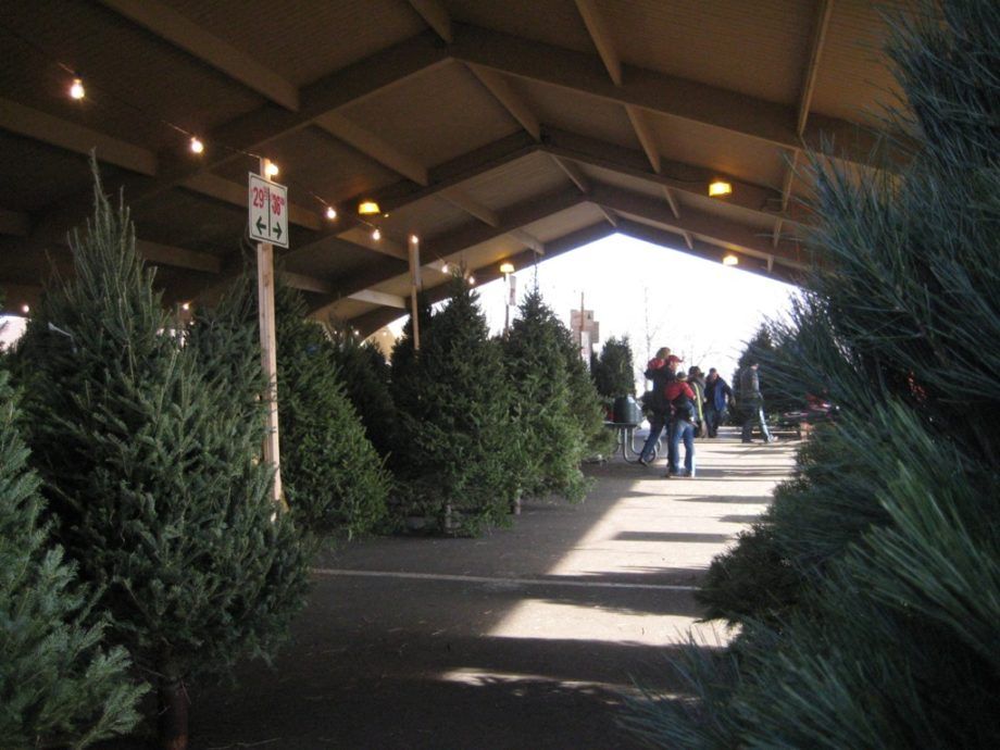 The B&J Trees Christmas tree lot at Richfield