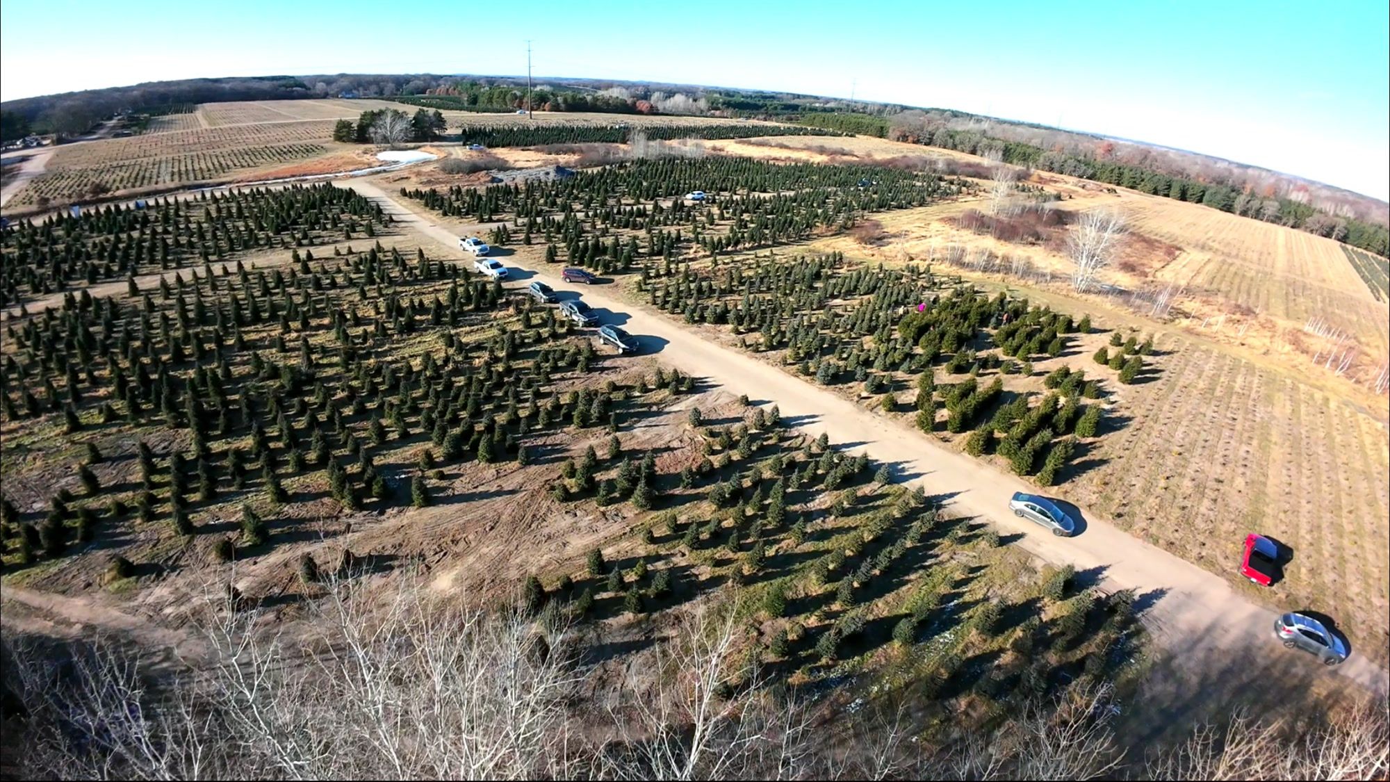 Aerial view of B&J Evergreen's Clear Lake Christmas tree farm showing hundreds of acres of evergreens