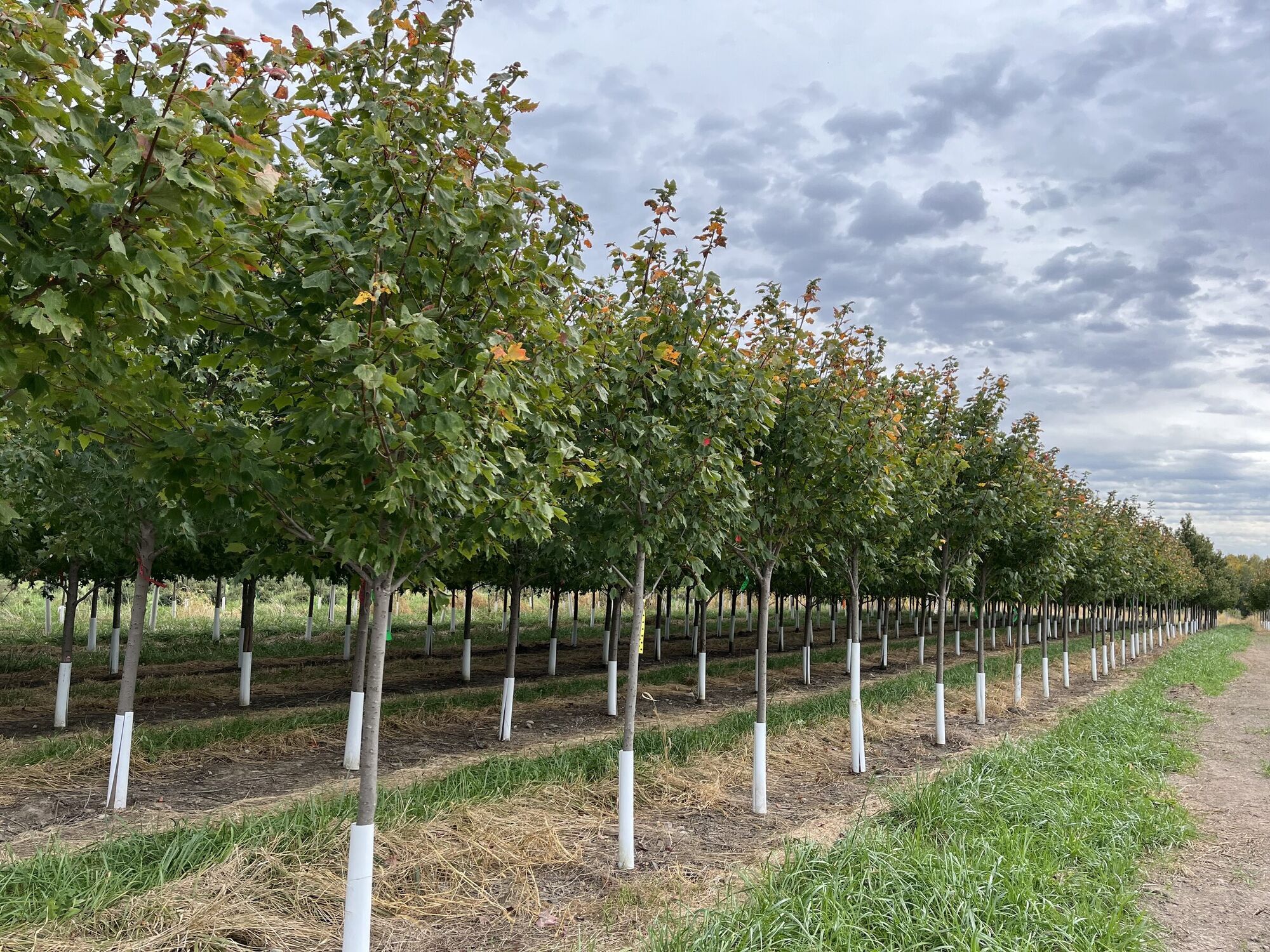 Rows of young shade trees with white trunk guards in the Clear Lake landscape nursery on a summer afternoon