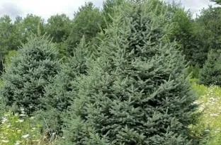 A mature Meyer Spruce growing in Minnesota