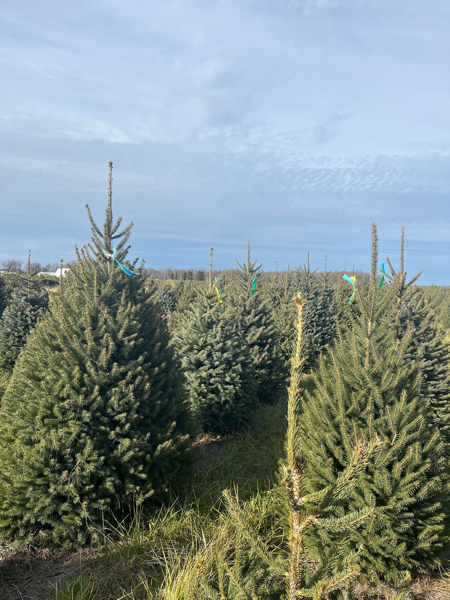 A full, cone-shaped Meyer spruce tagged with a blue ribbon at the front of a field of Meyer spruce under a wide sky