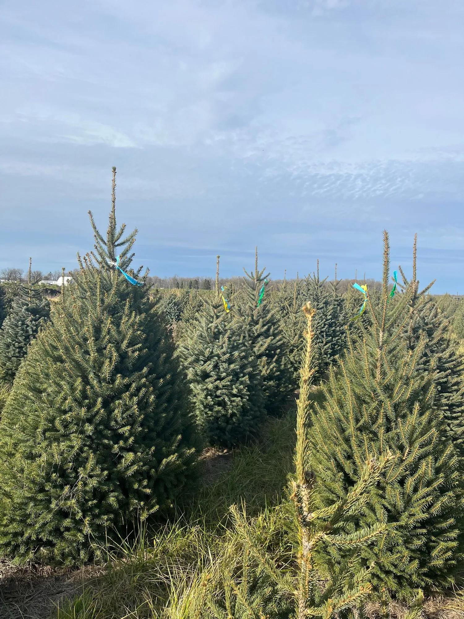 A full, cone-shaped Meyer spruce tagged with a blue ribbon at the front of a field of Meyer spruce under a wide sky