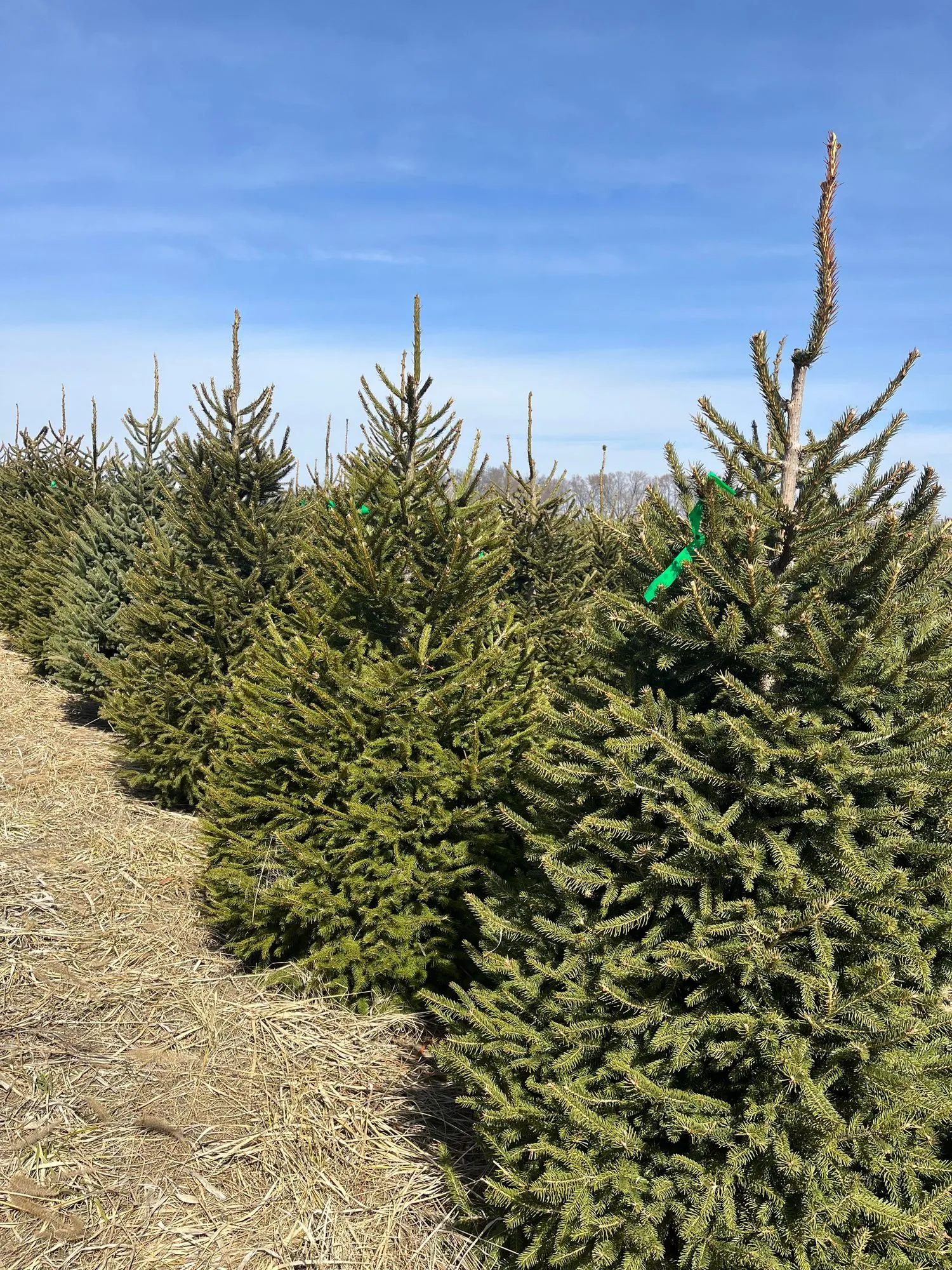 A row of dark green Norway spruce beside a straw-covered aisle on a sunny day, the nearest tree tagged with green ribbon