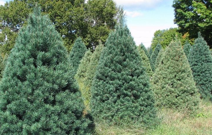 Scotch Pine growing at a B&J Evergreen farm