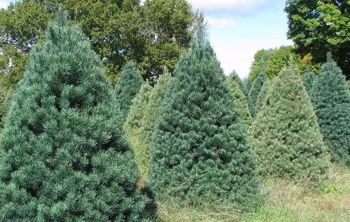 A mature Scotch Pine growing in Minnesota