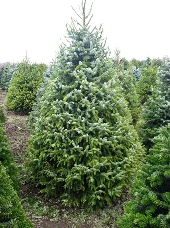 A mature Serbian Spruce growing in Minnesota