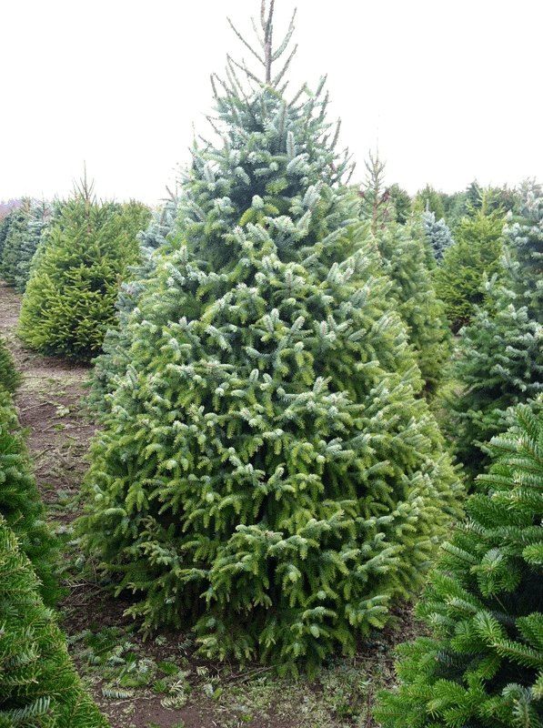 Serbian Spruce growing at a B&J Evergreen farm