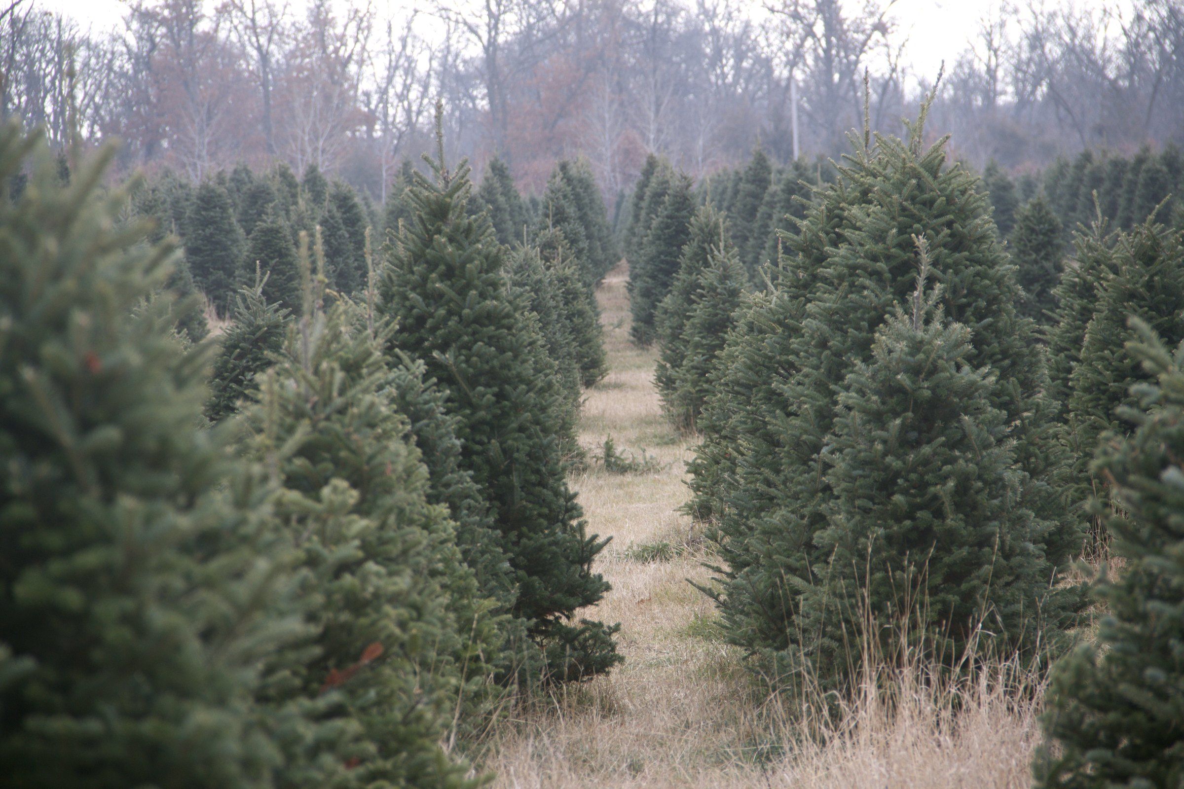 Rows of full, shoulder-high Fraser and Balsam fir running back to the treeline at the Clear Lake farm