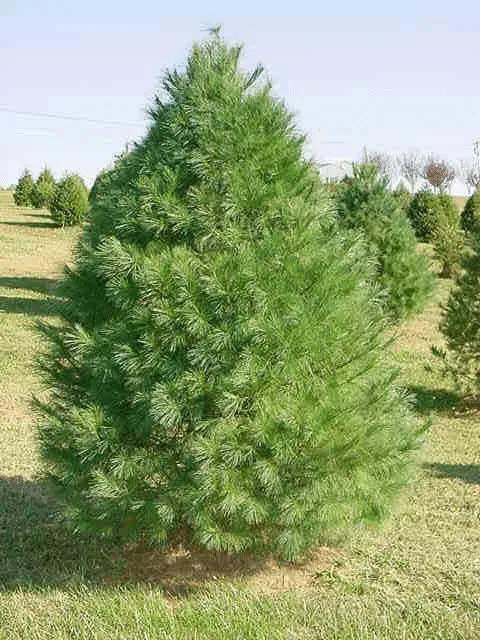 A mature White Pine growing in Minnesota