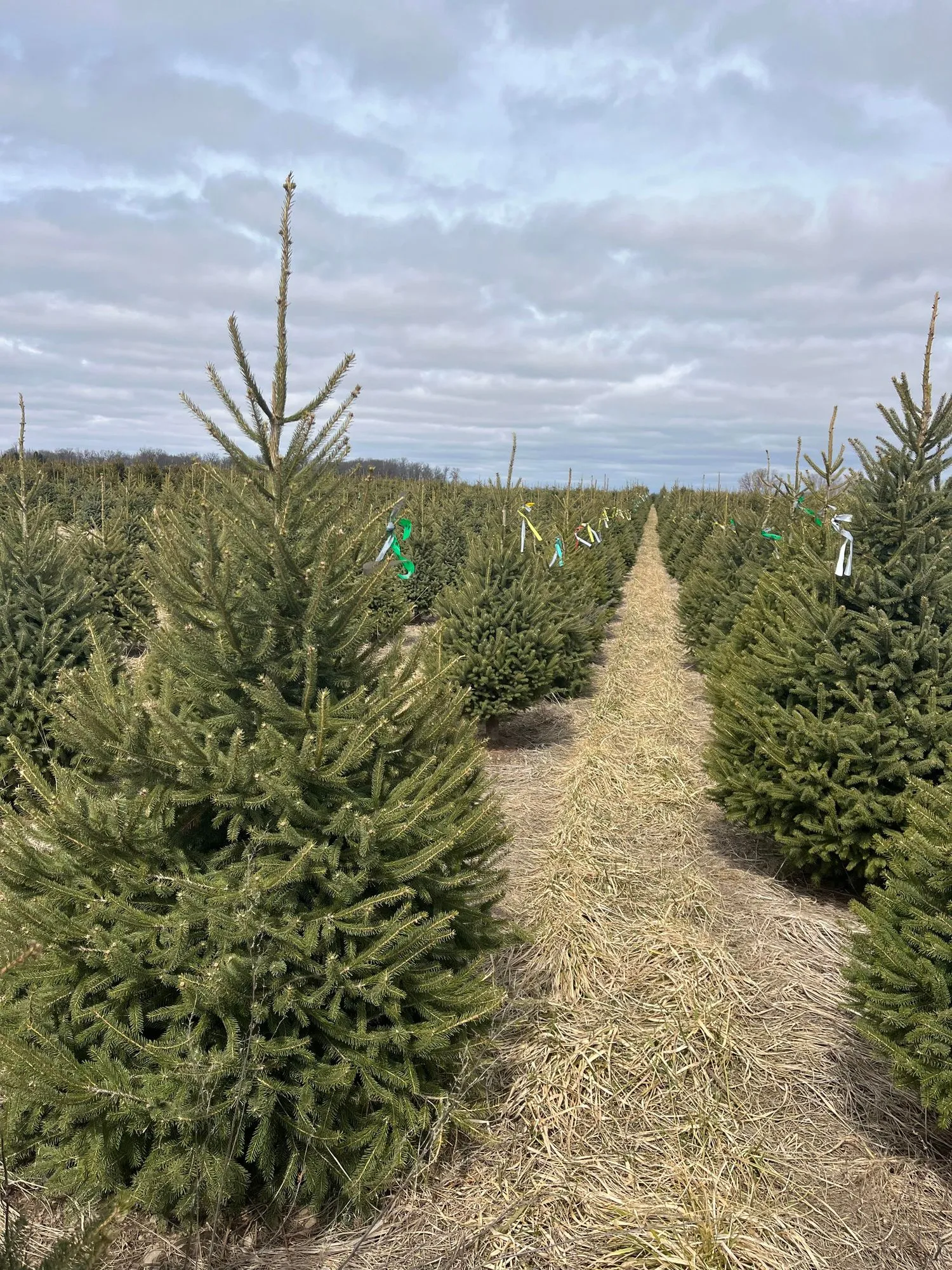 Rows of White Spruce on both sides of a straw-mulched aisle under a cloudy spring sky, several tagged with ribbons