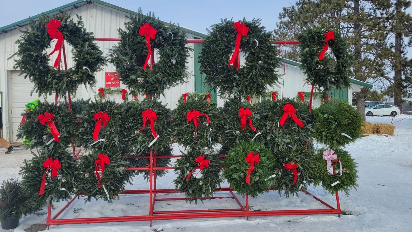 Rows of fresh evergreen wreaths with red bows displayed on a red metal rack outside the B&J Evergreen farm shop