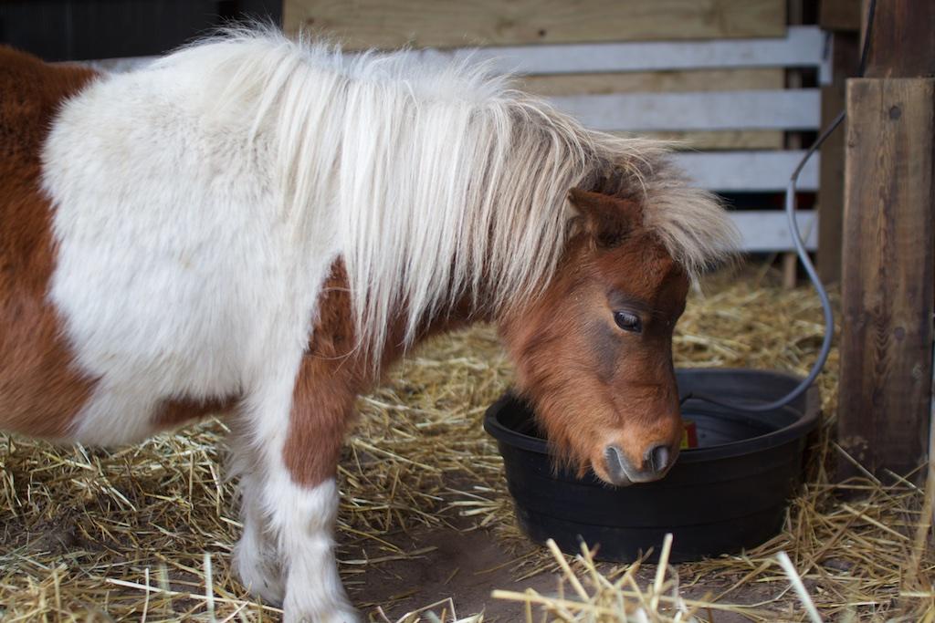 Mini Horses at the petting zoo