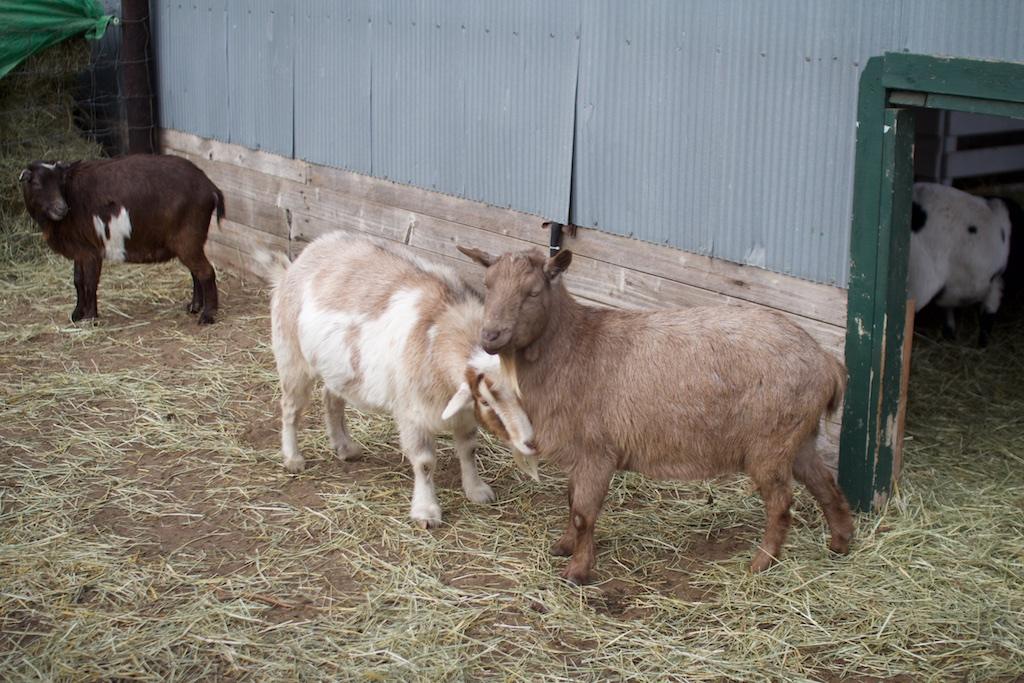 Goats at the Petting Zoo