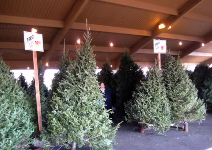 Best christmas tree selection in Minnesota