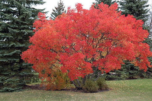 Amur Flame Clump Maple Tree