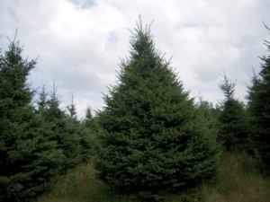 Black Hills Spruce Tree