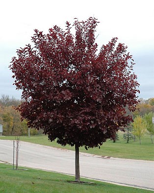 Canadian Cherry Tree