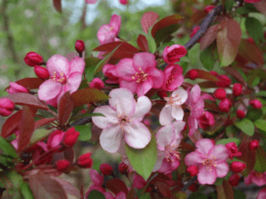 Flowering Crabapple Tree