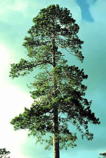 Norway Red Pine