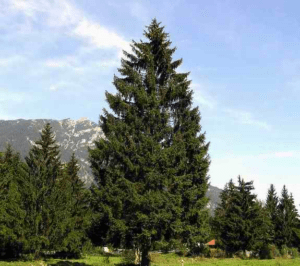 Norway Spruce