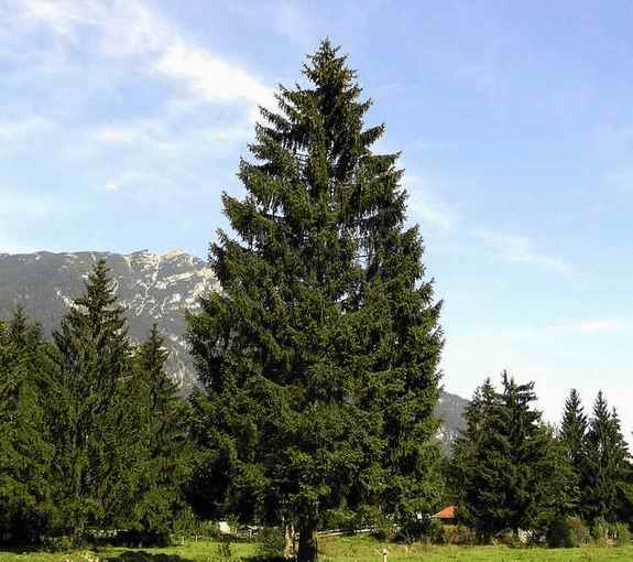 Norway Spruce B J Evergreen