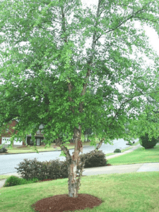 River Birch