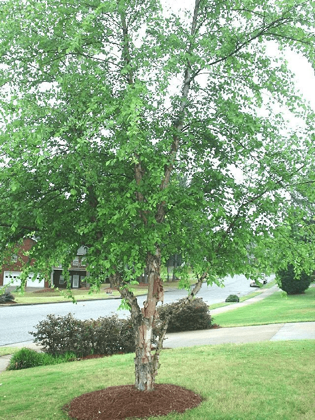 River Birch