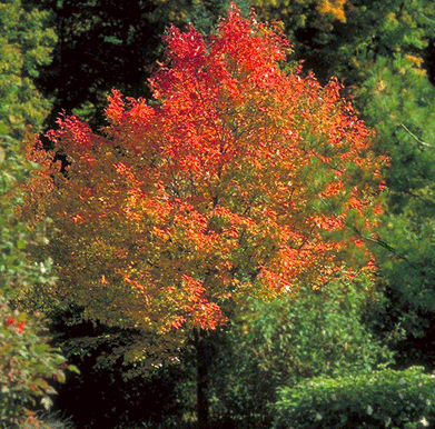 Rubrum's Northwoods Maple