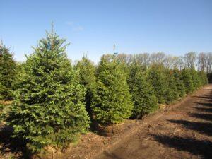 Landscape Evergreen Trees