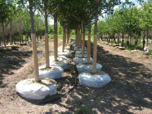 Landscape Trees For Sale