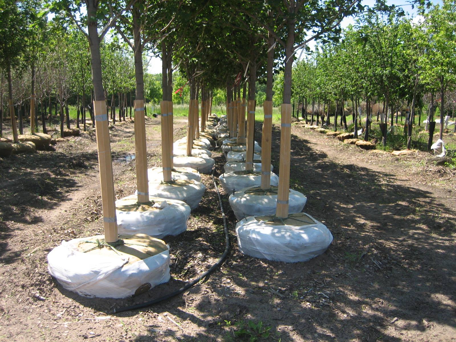 Landscape Trees For Sale