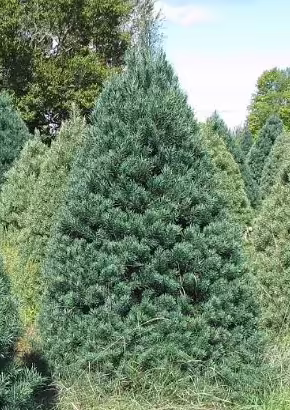 Scotch Pine