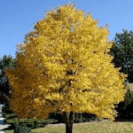 American Linden