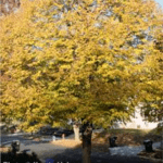 Little Leaf Linden
