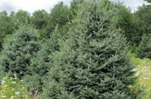 Meyer Spruce