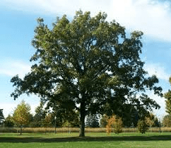 oaks