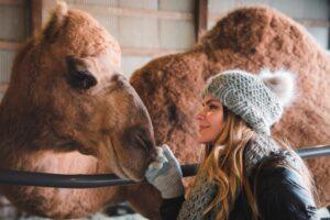 Even take Camel Selfies at our tree farm